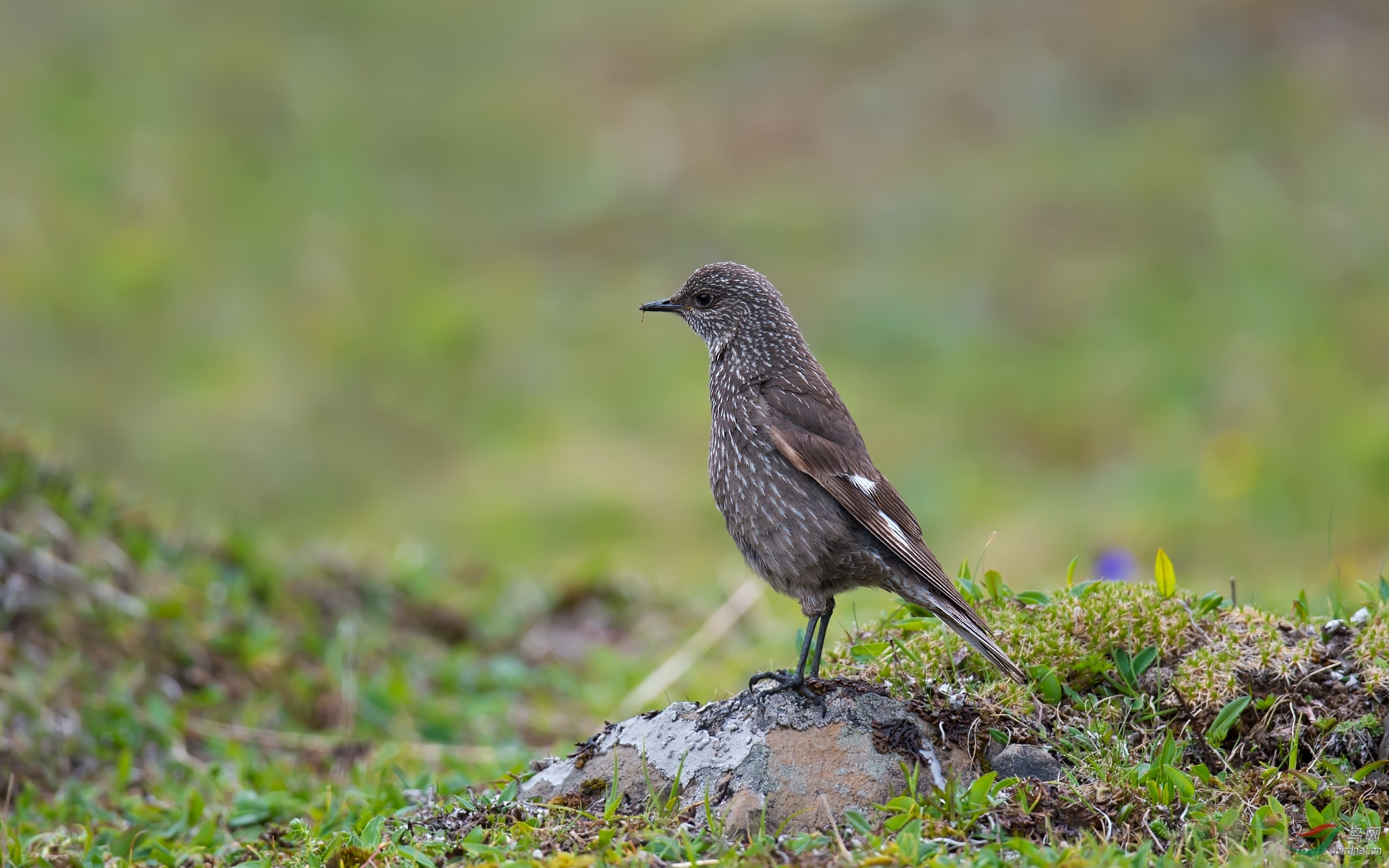 DSC_5190.jpg