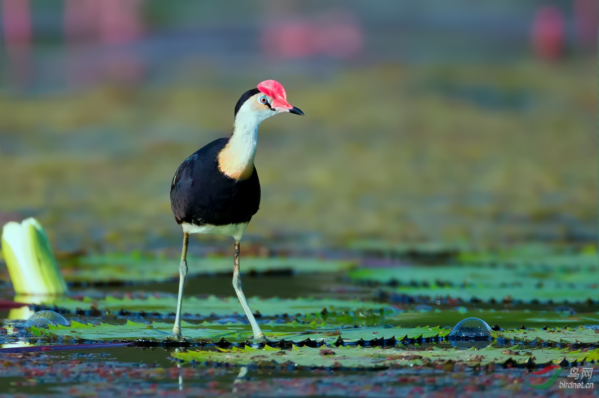 冠水雉叶上靓影