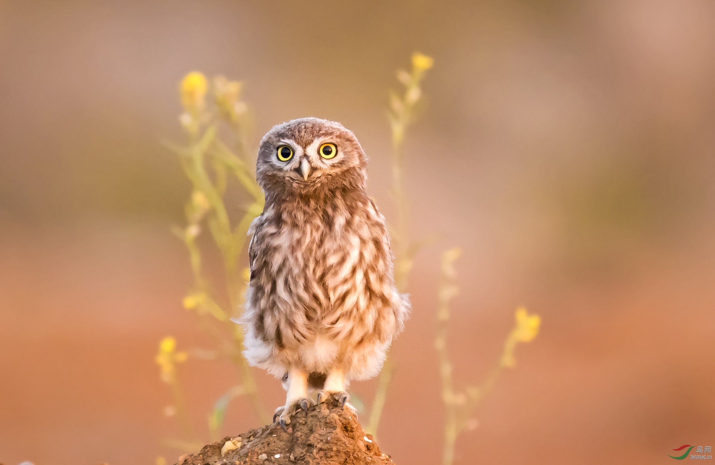 大眼睛纵纹腹小鸮祝贺获首页精华