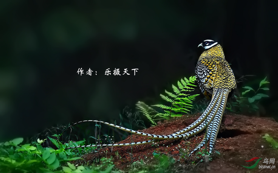 QQͼƬ20170627151907.png