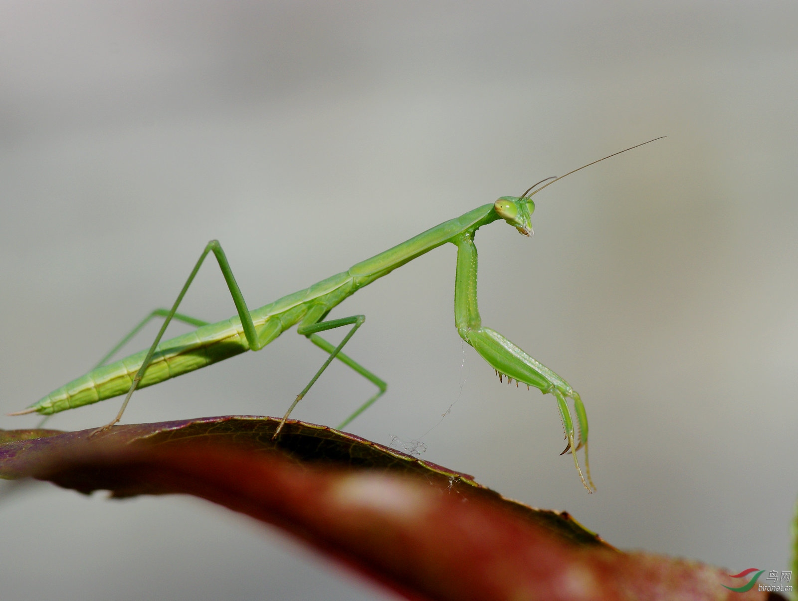 绿斑小螳螂图片