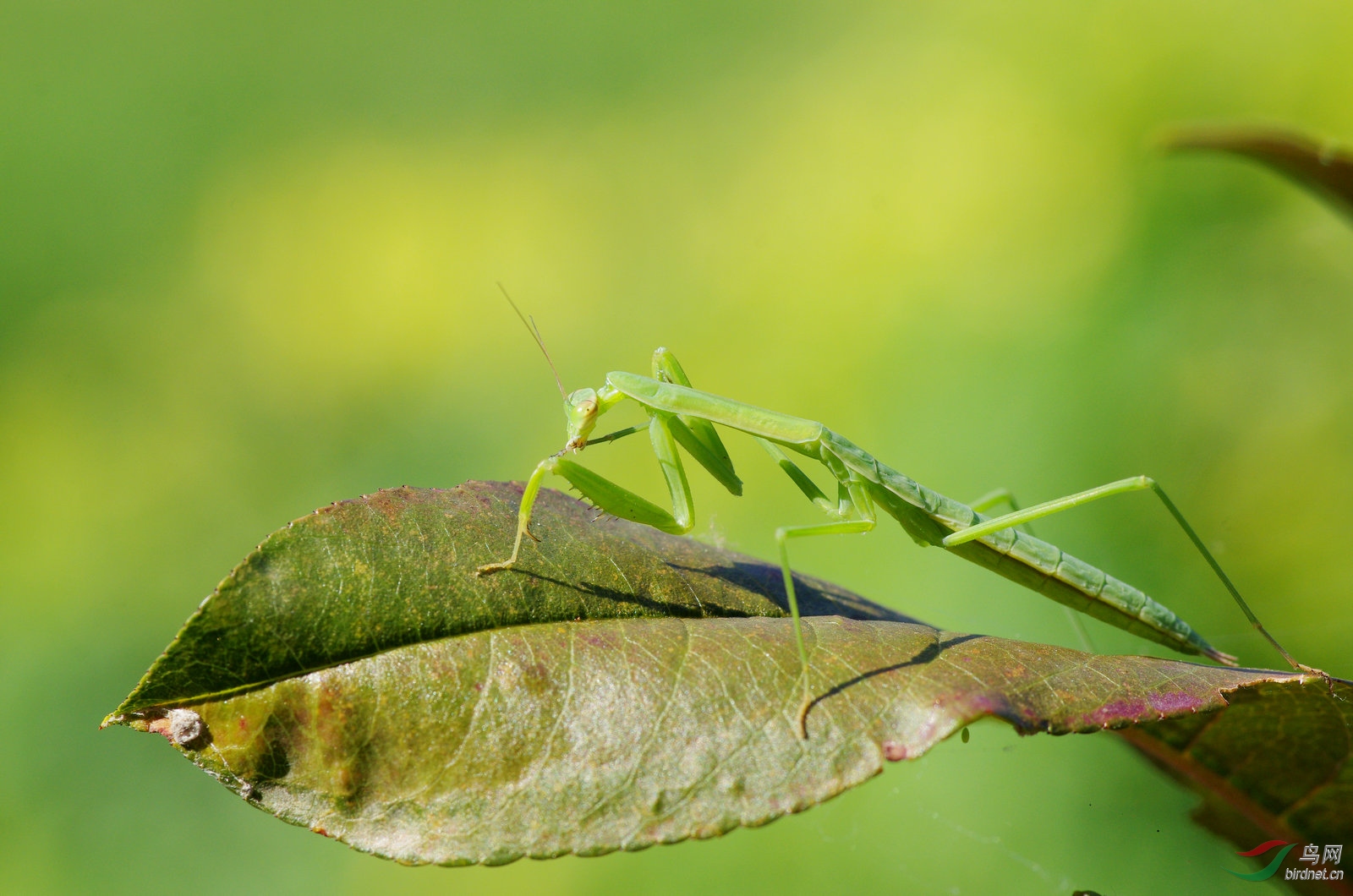 绿斑小螳螂图片