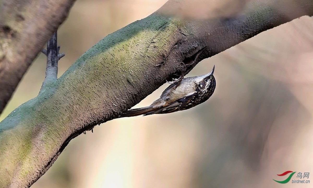 �Ĵ���ľȸ ����˫ľ.jpg