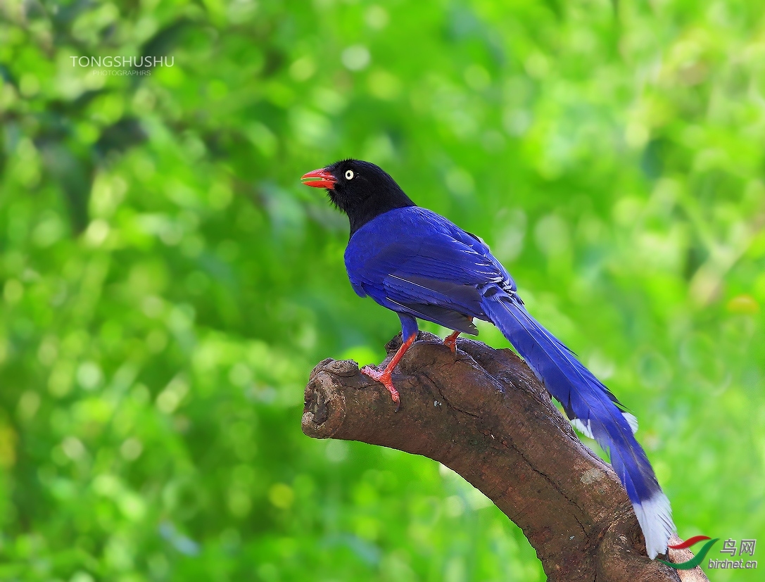 ̨����ȵ  ͯ����.jpg