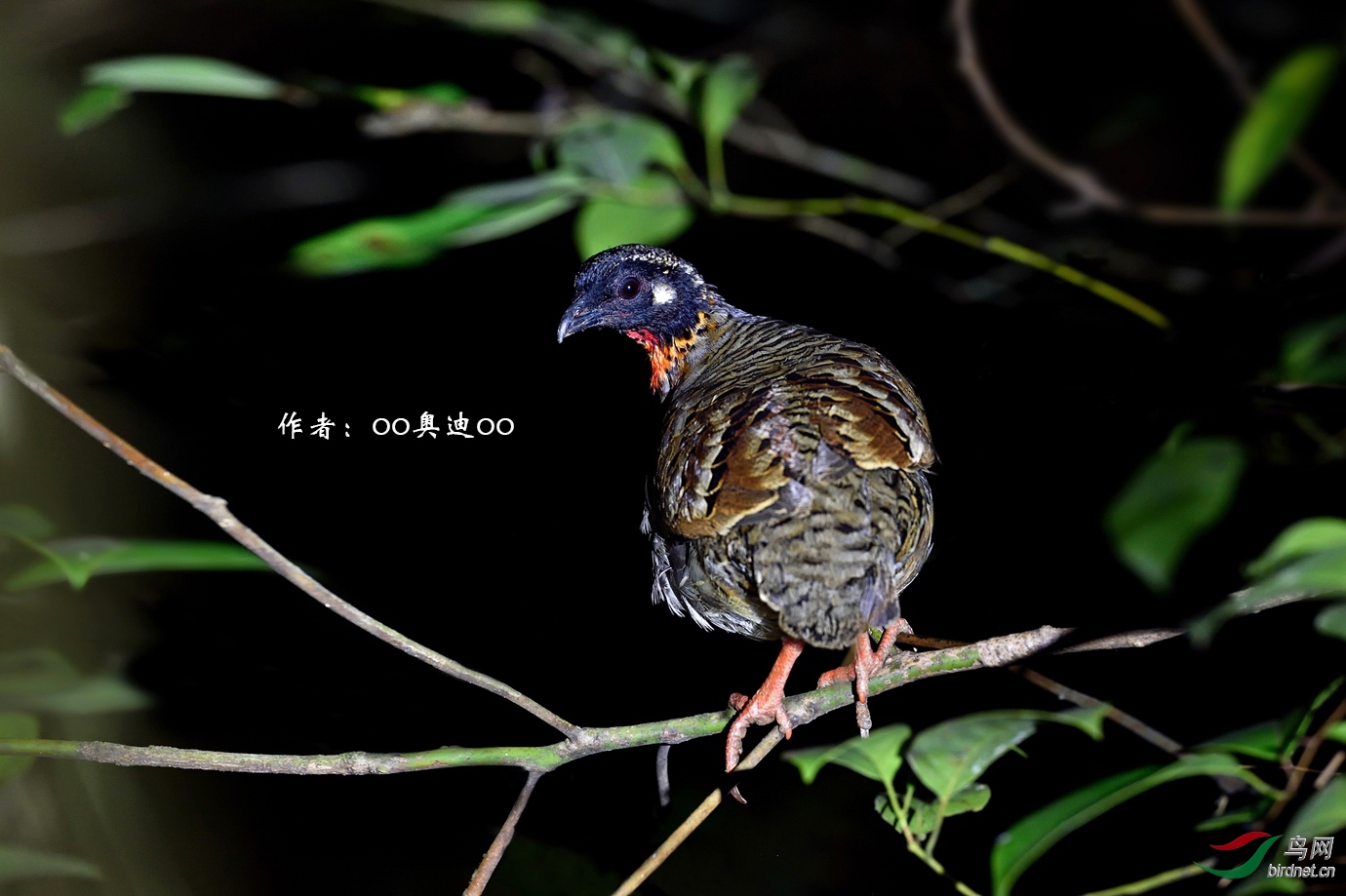 0����ɽ���  oo�µ�oo.jpg