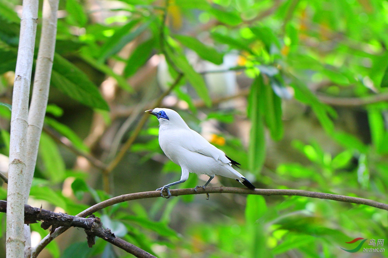 白八哥记录 - 内蒙古版 neimenggu 鸟网