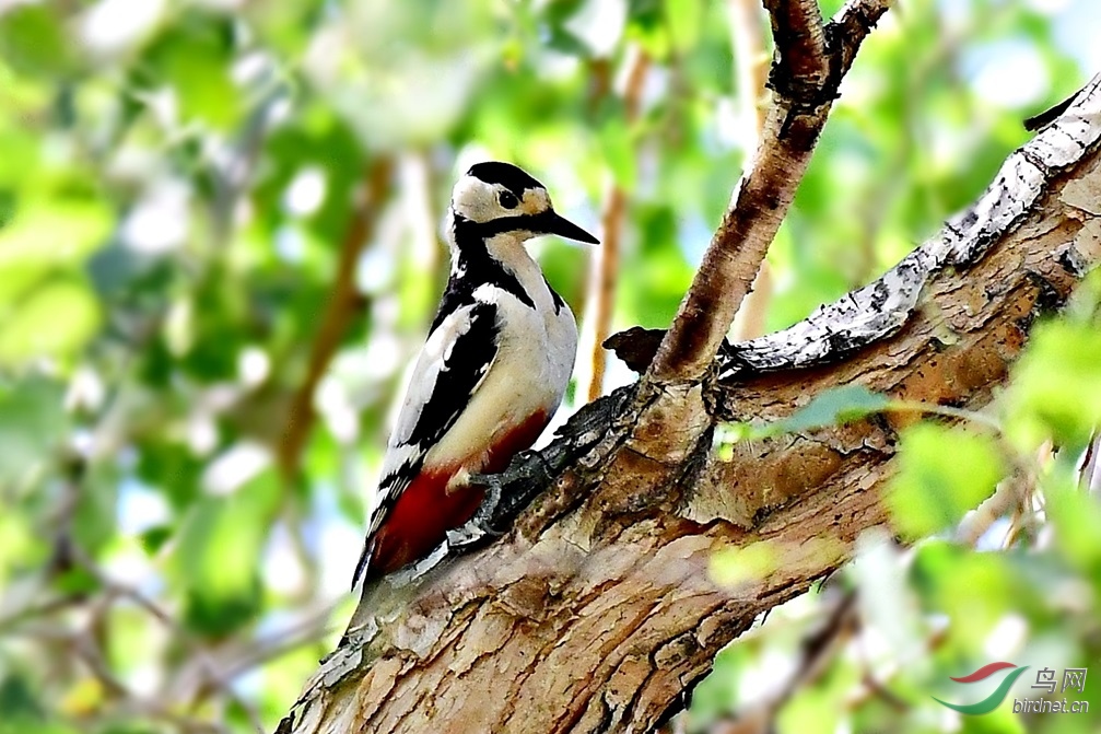 捉虫的白翅啄木鸟