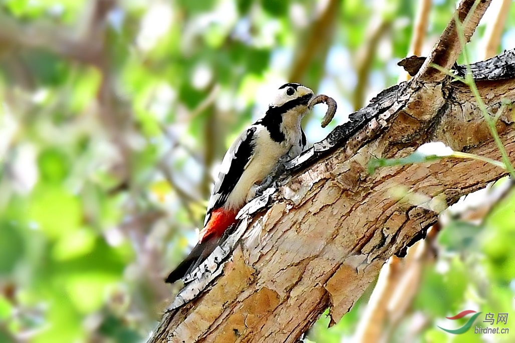 捉虫的白翅啄木鸟