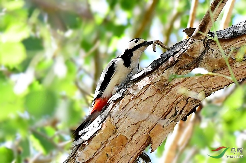 捉虫的白翅啄木鸟