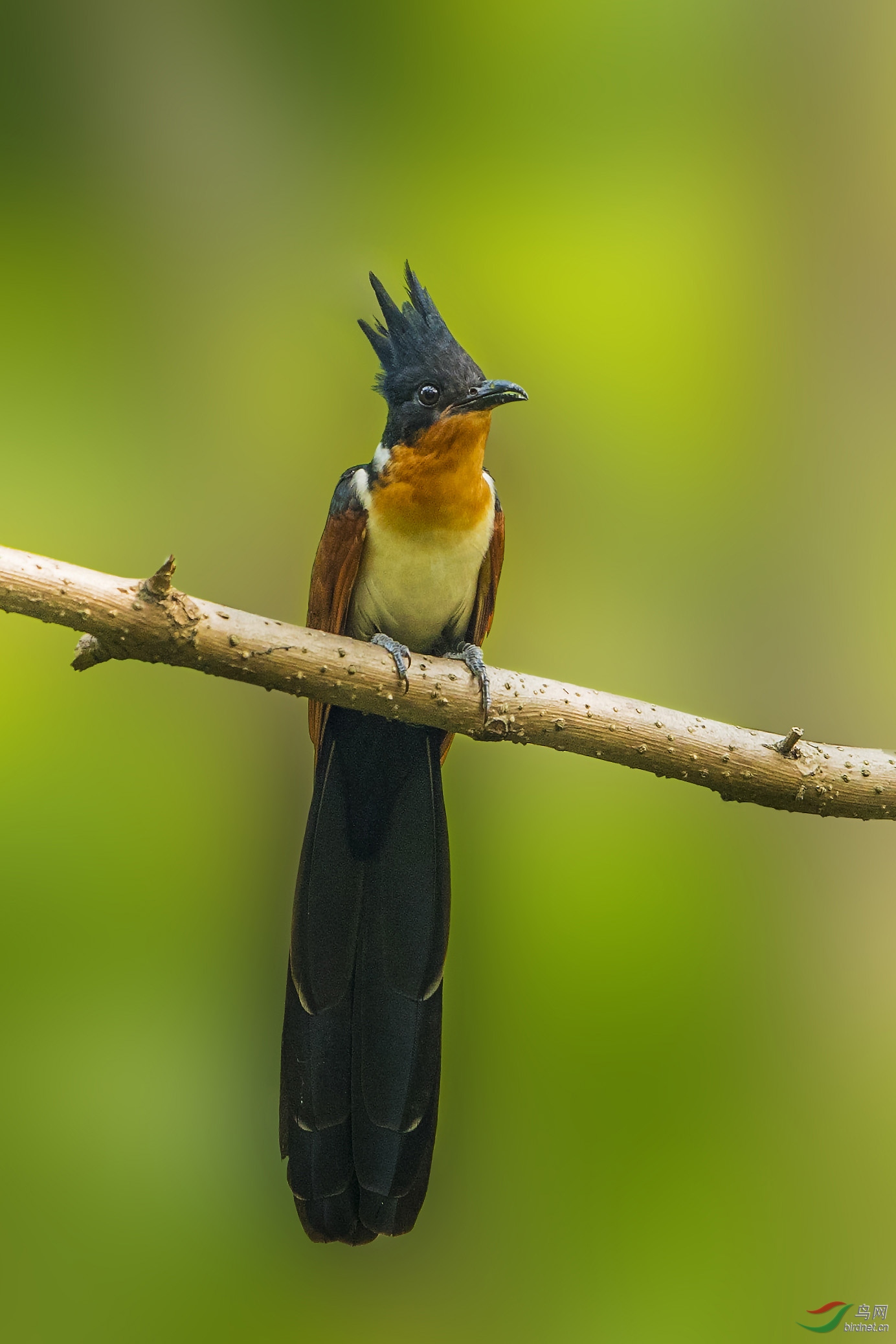 野拍《红翅凤头鹃》