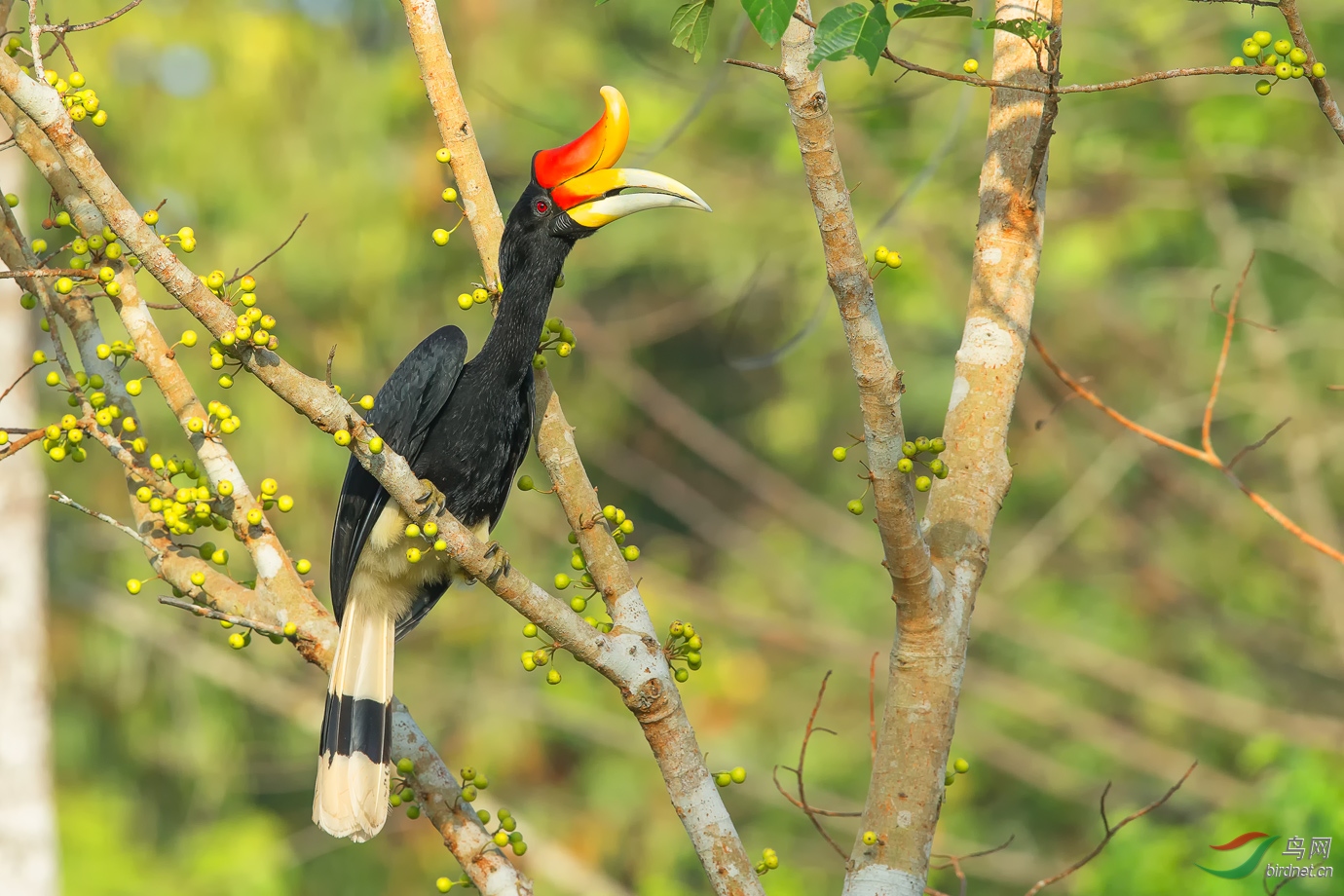 (马来犀鸟)马来犀鸟 — 问好师友(祝贺获首页精华)