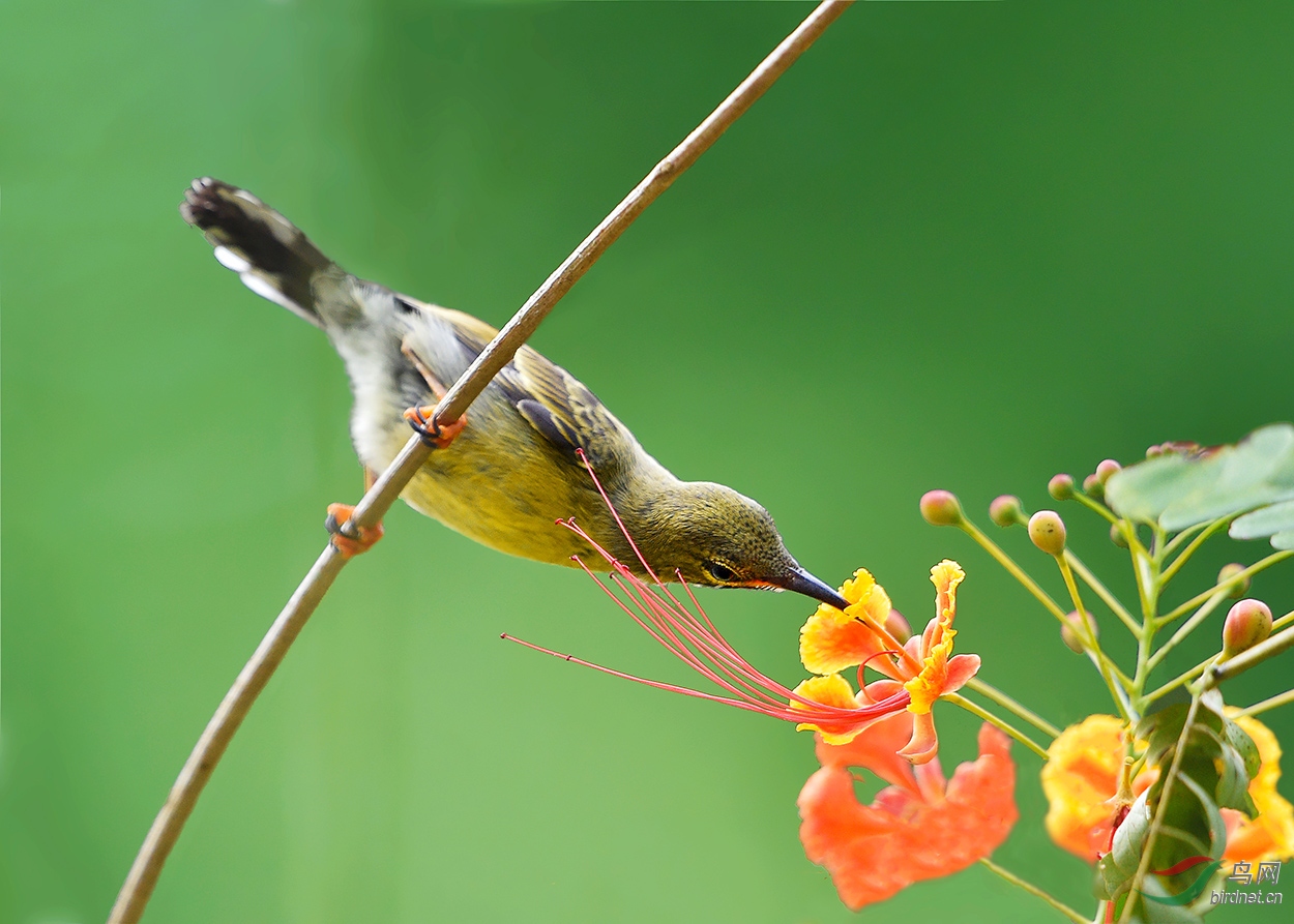 1_褐喉花蜜鳥(雌鳥).jpg