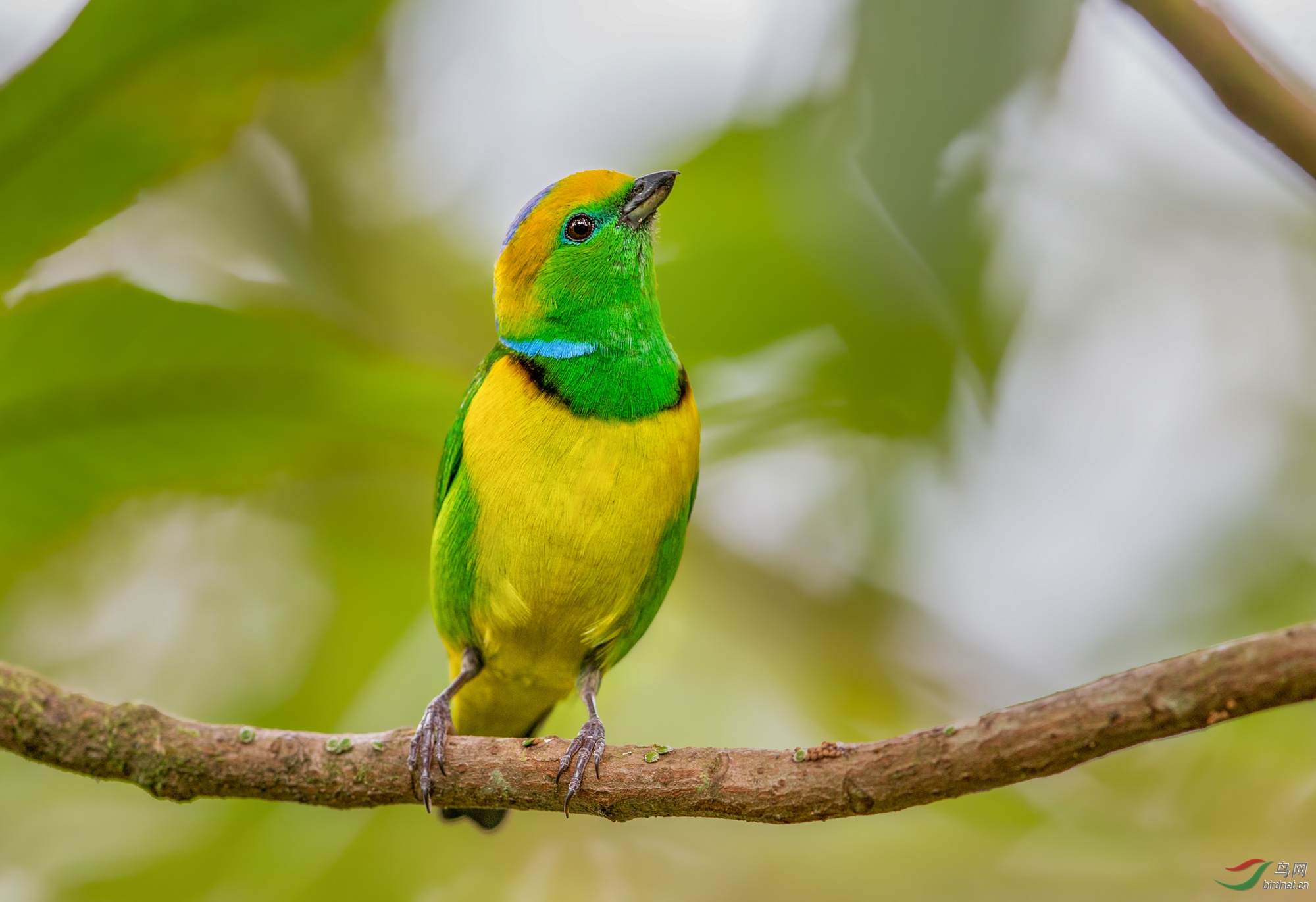 金眉绿雀