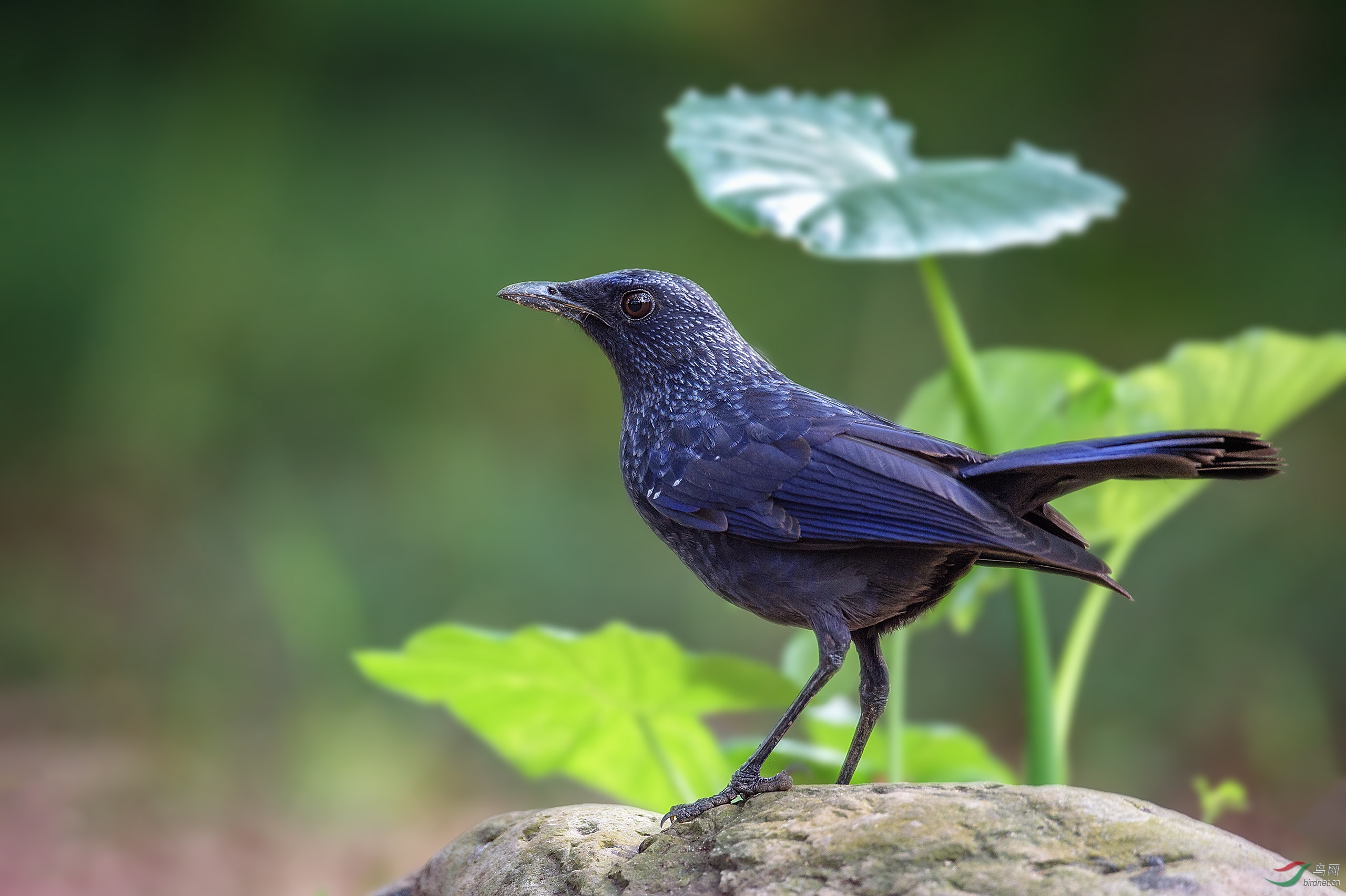标准数毛版紫啸鸫