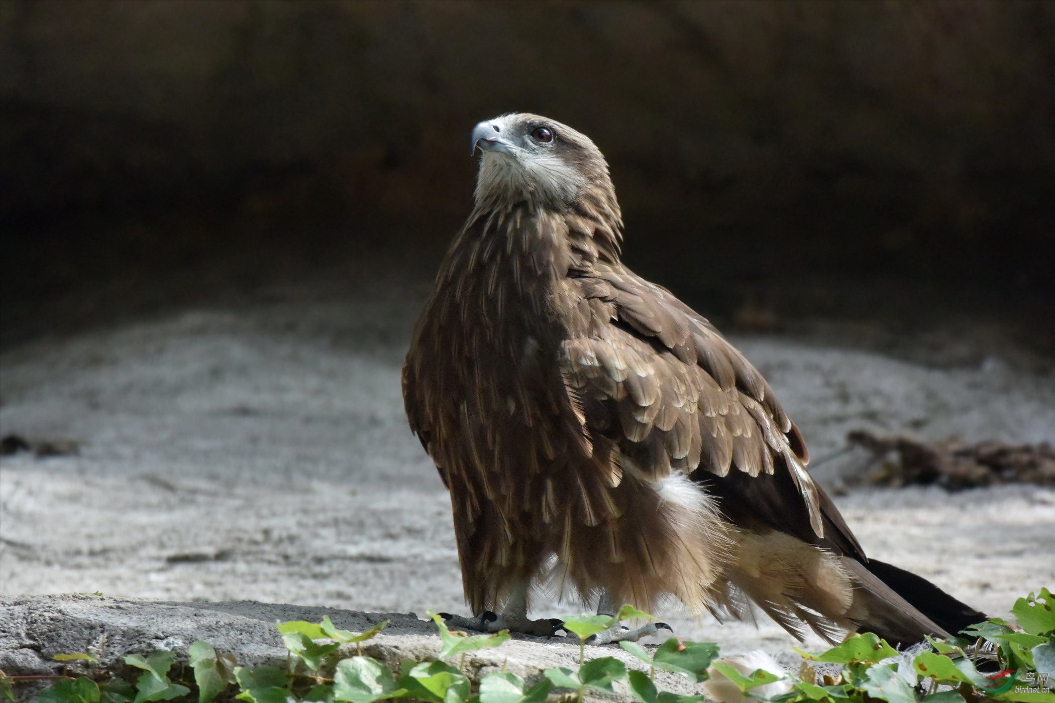 志存高远的金雕