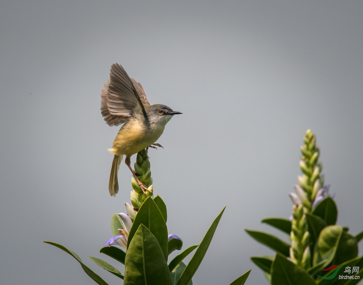 黄腹鹪莺yellowbelliedprinia