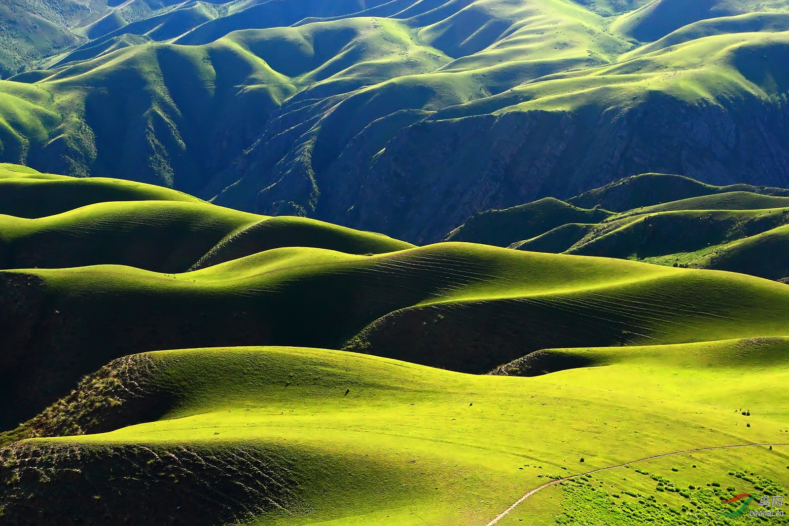 大美新疆魅力人体草原