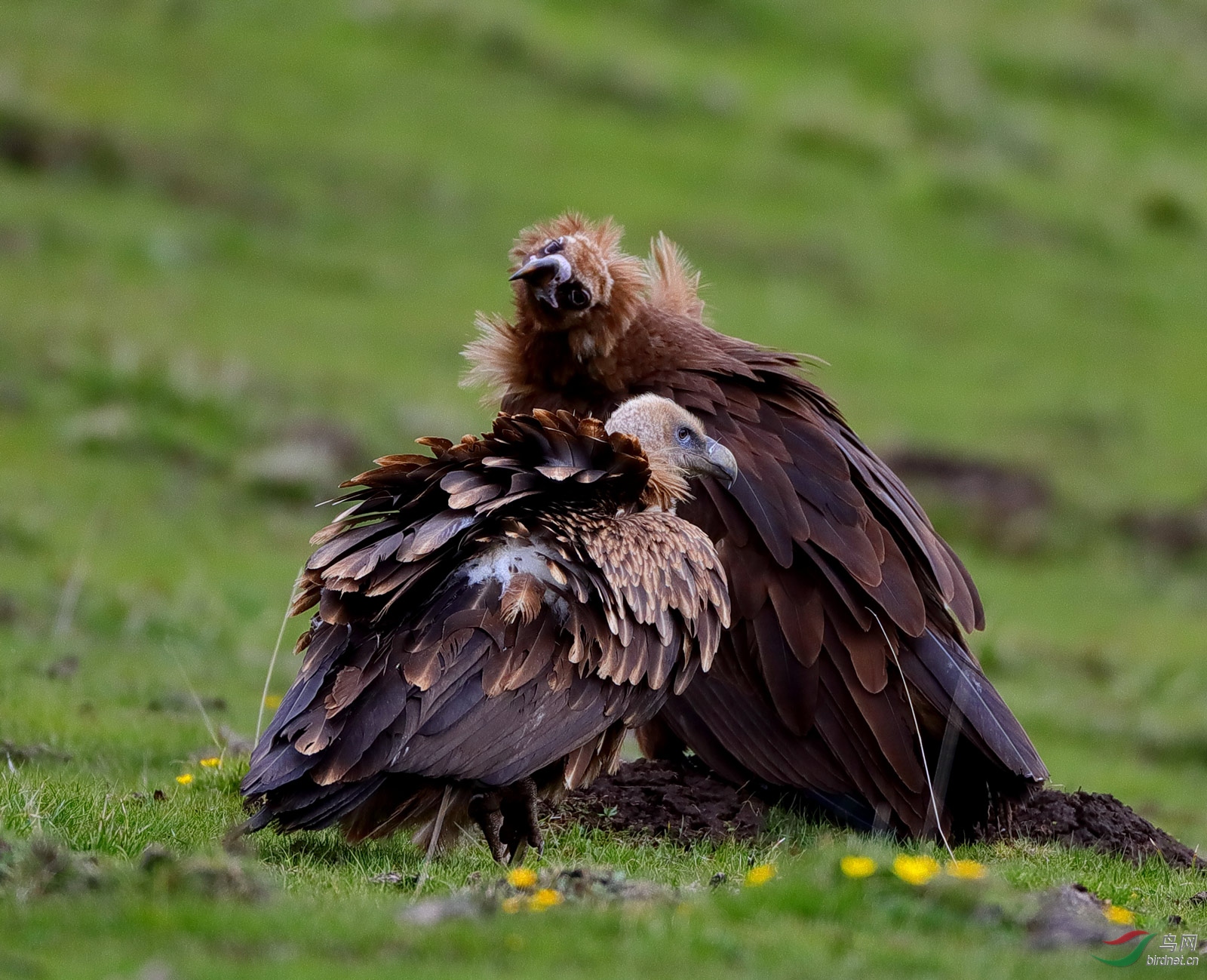 高山兀鹫与秃鹫