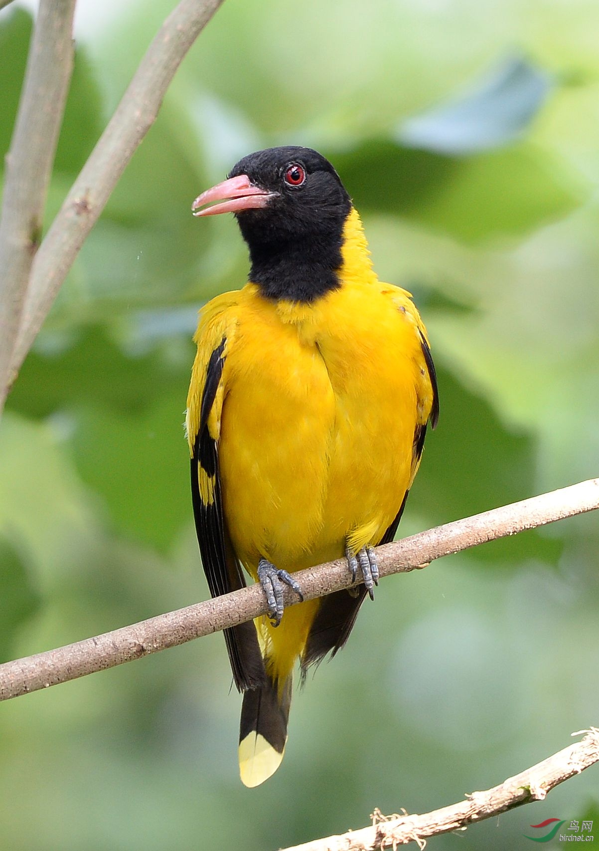 黑枕黄鹂
