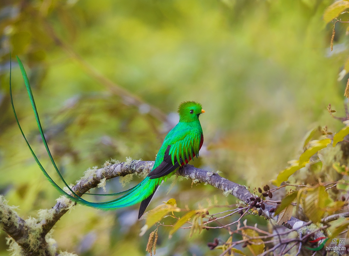 全身翠绿色的鸟图片图片