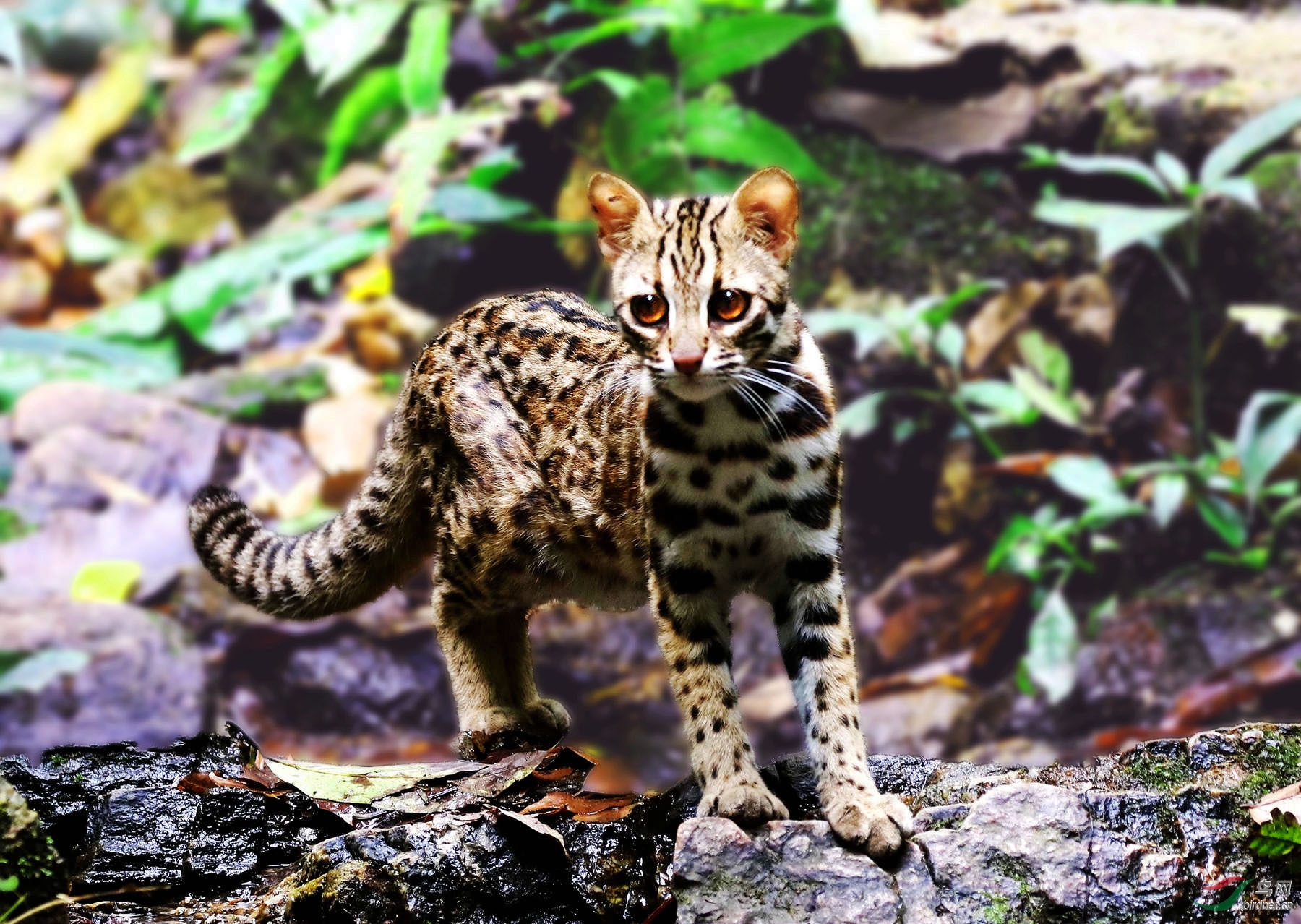 422在云南盈江犀谷鸟意外拍到豹猫做为党的生日献礼