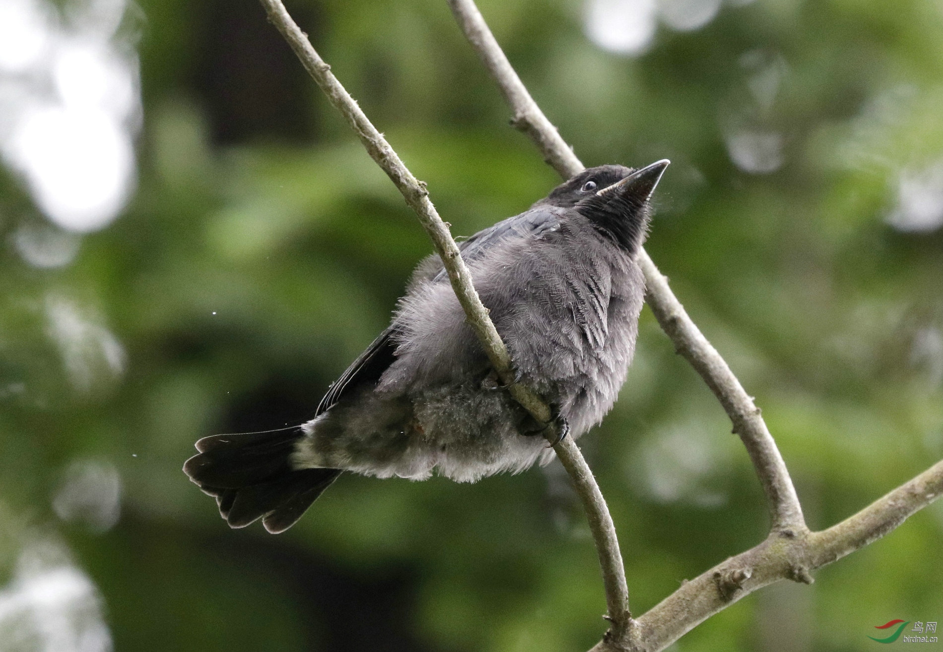 黑卷尾幼鸟