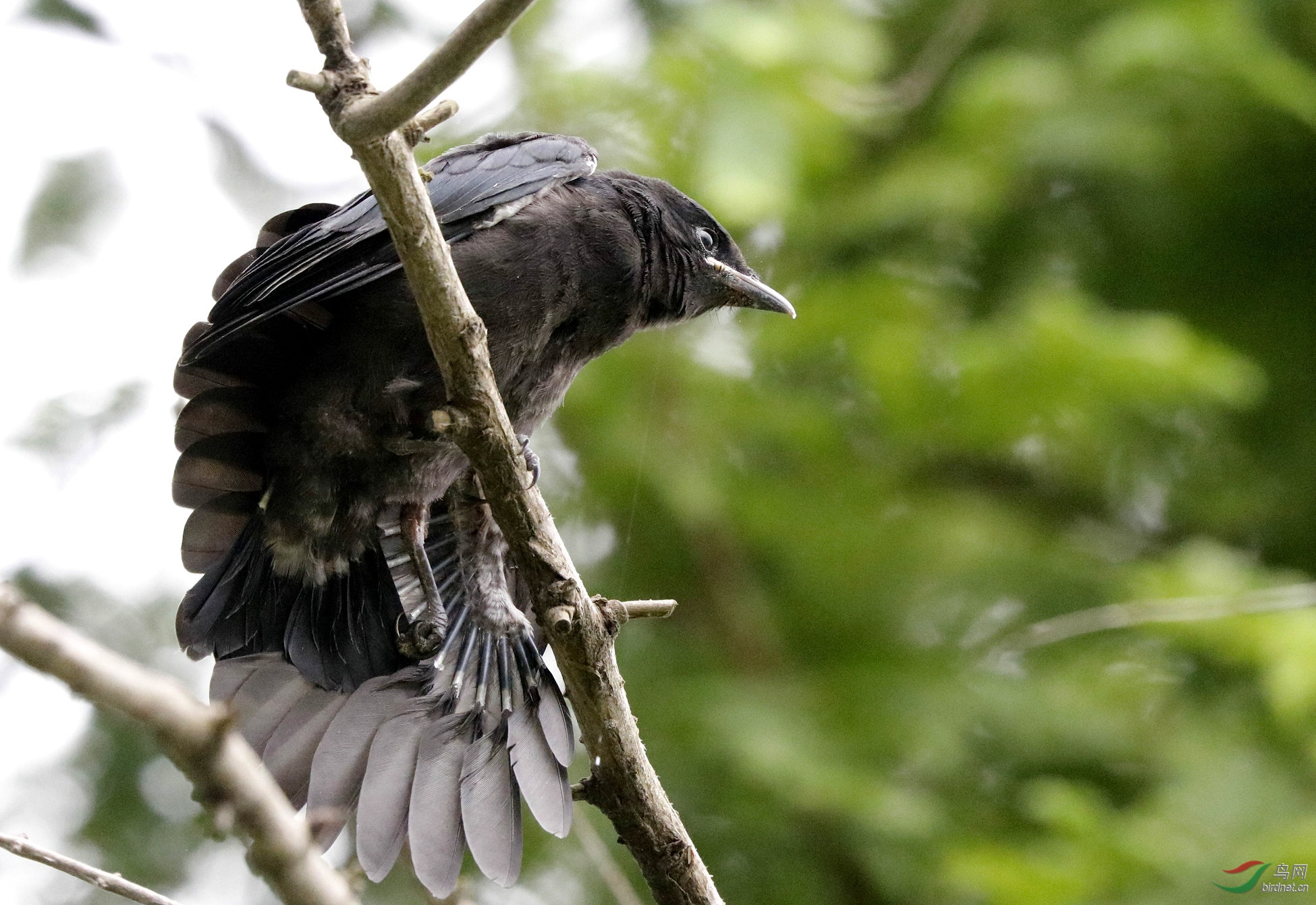 黑卷尾幼鸟