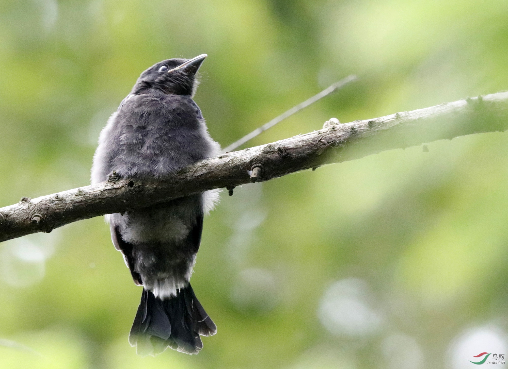 黑卷尾幼鸟