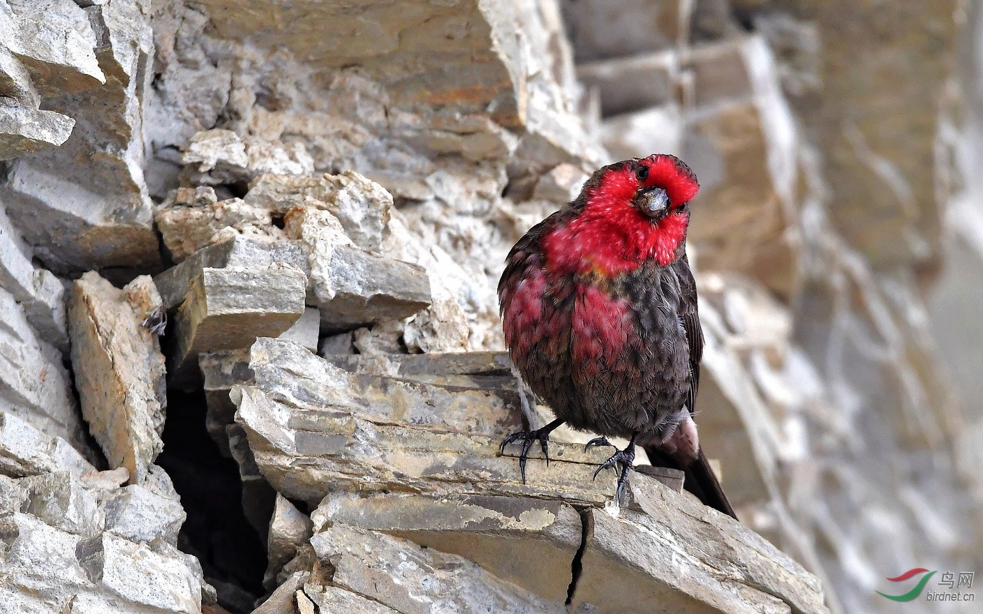 近朱者赤红胸朱雀