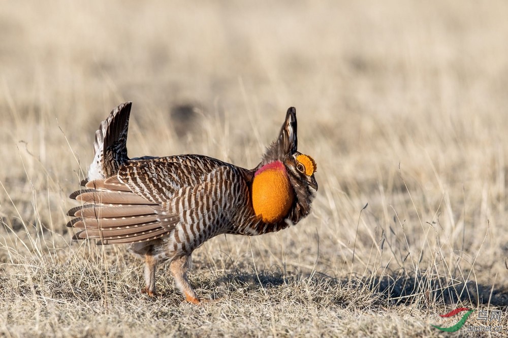草原松鸡草原松鸡祝贺荣获首页精华