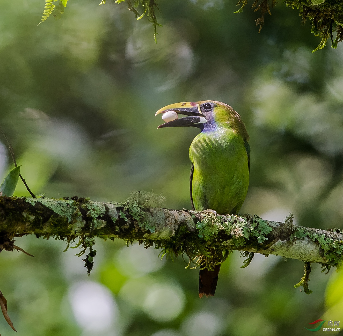 口含宝珠的绿翡翠巨嘴鸟