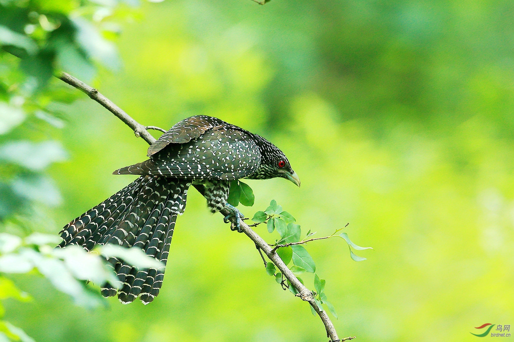 全神贯注的噪鹃雌鸟