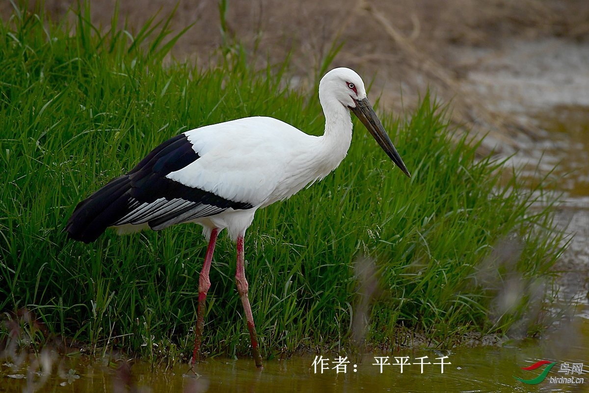 白鸟平替图片