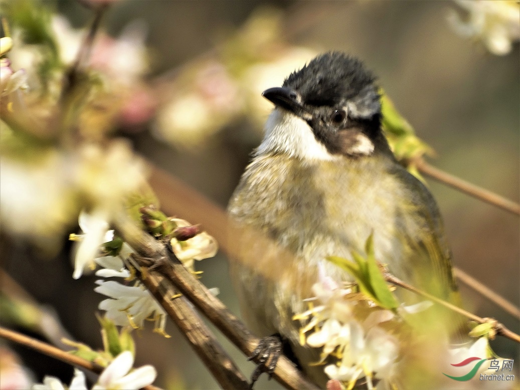 ��ͷ��-����HX300