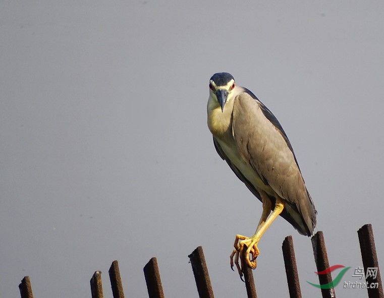 ҹ��-����HX400