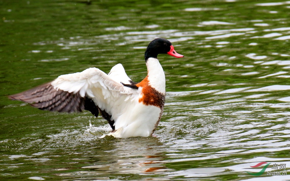 疣鼻鸭问好贵州!