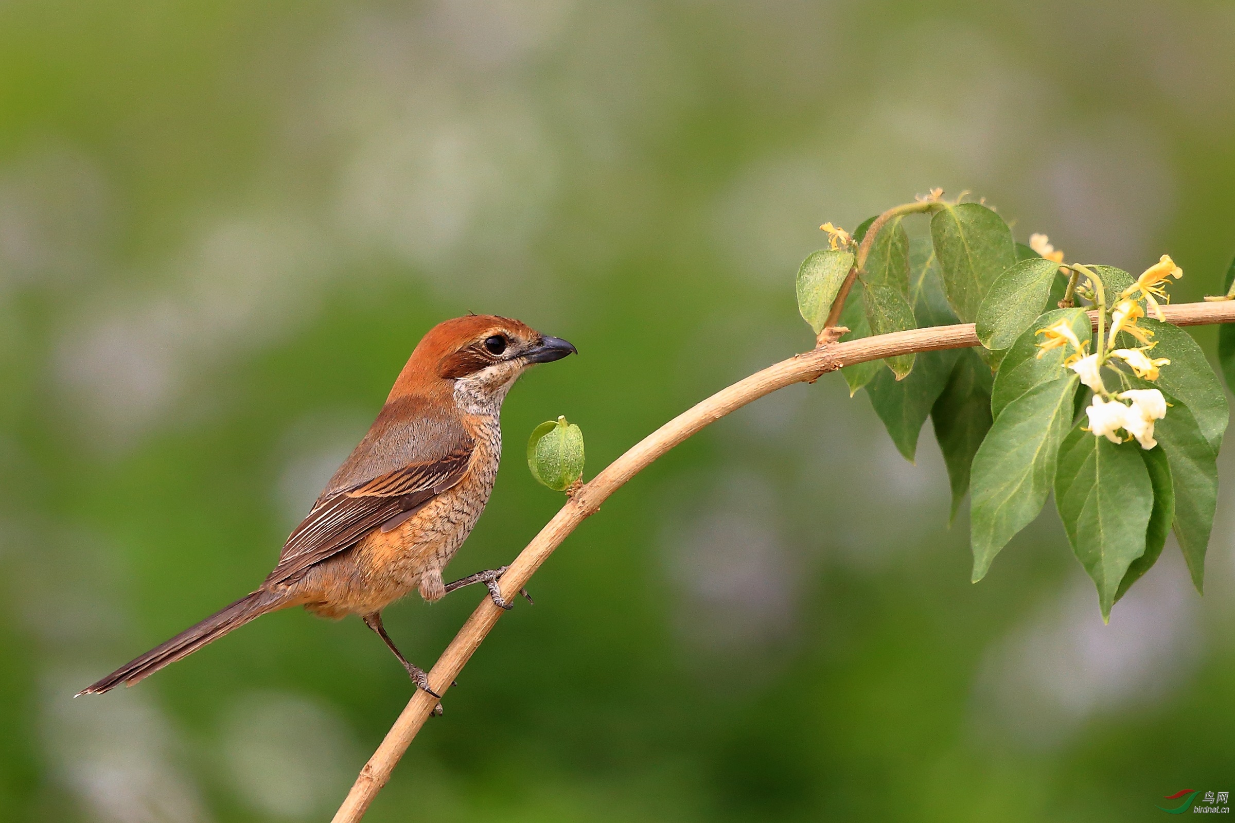 可爱的【牛头伯劳】