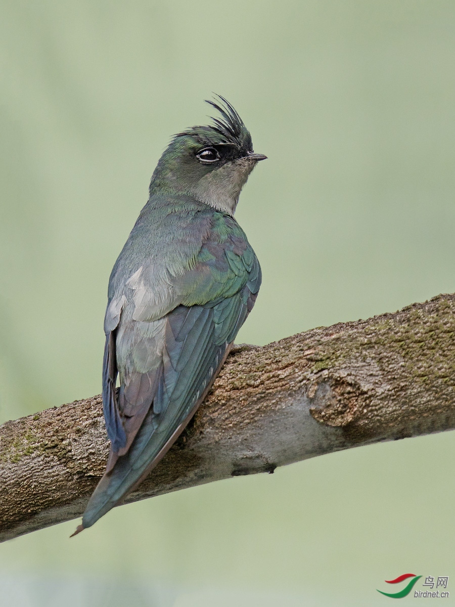 9鳳頭雨燕 許哥.jpg