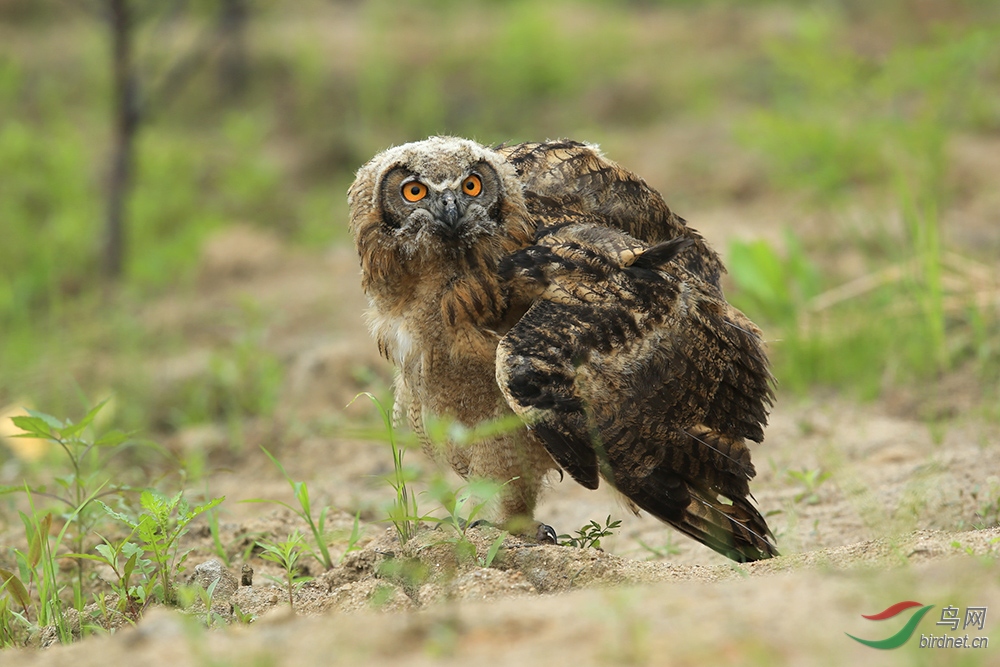 雕鴞宝宝