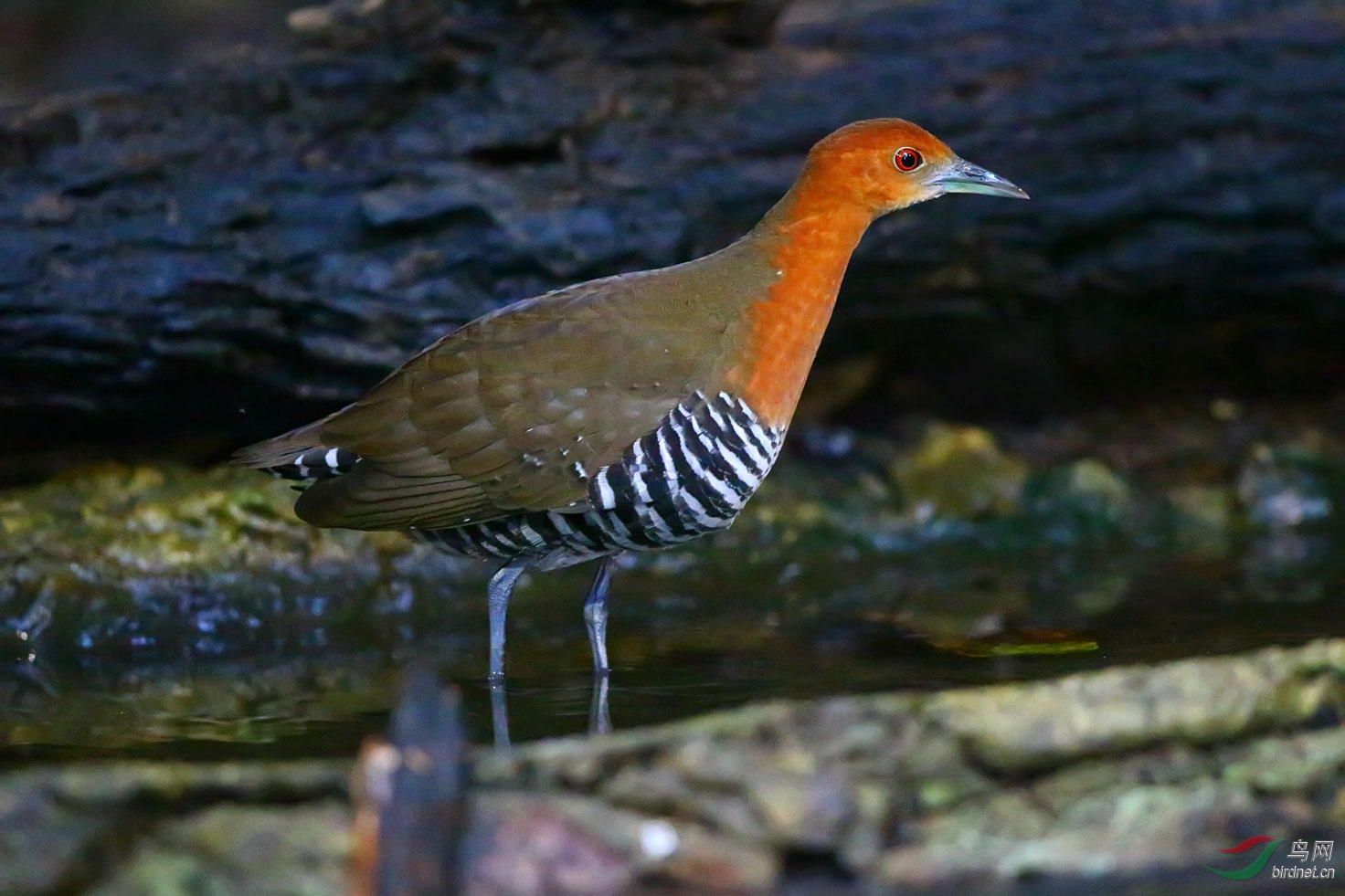 斑胁田鸡