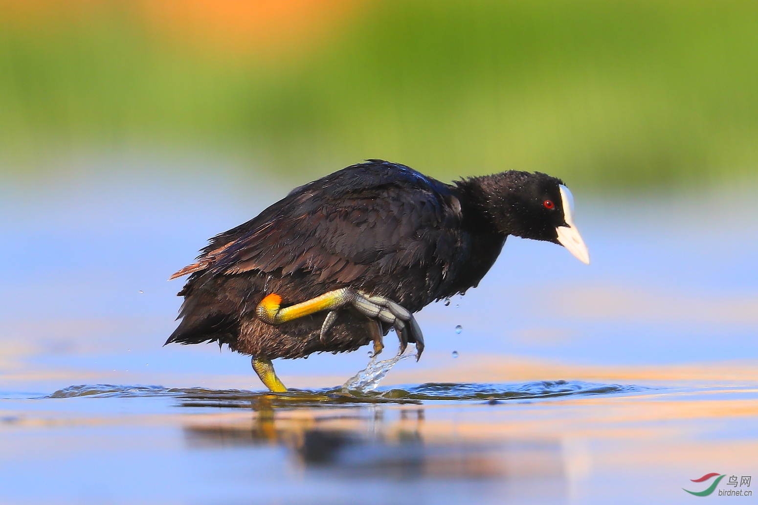 大脚的白骨顶鸡