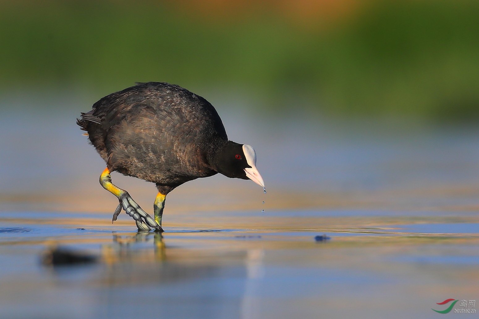 大脚的白骨顶鸡