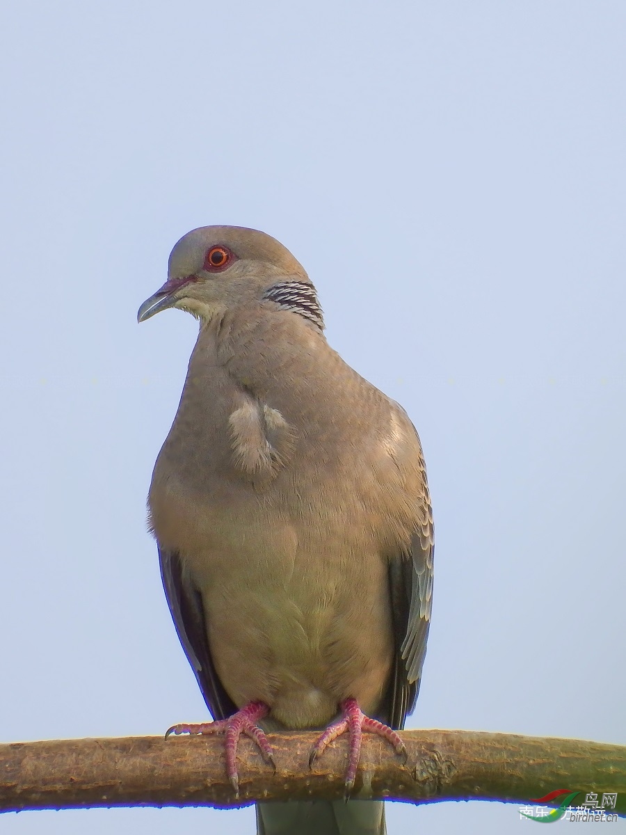 DSCF2166СС.jpg