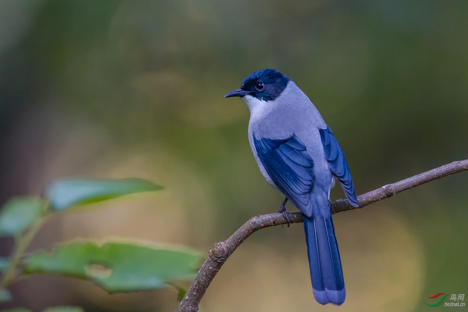 黑色头蓝色长尾巴的鸟图片