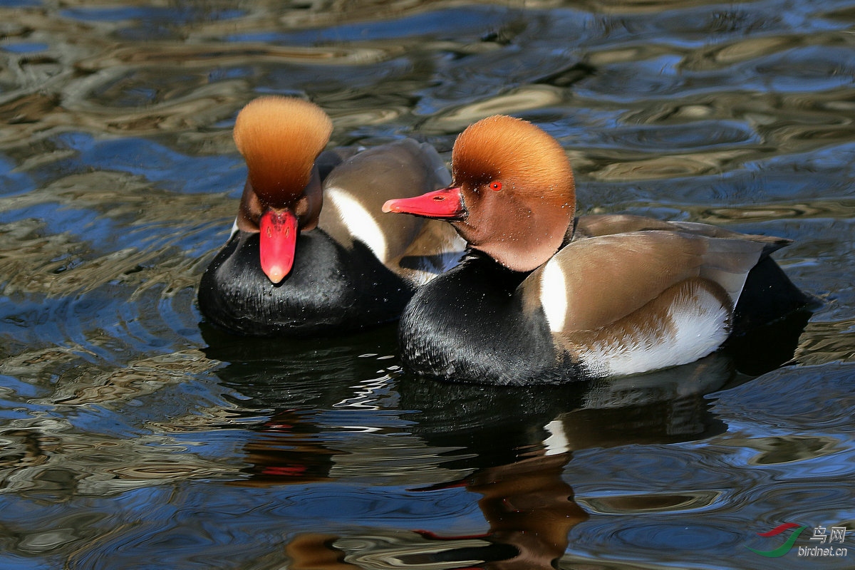 红嘴濳鸭