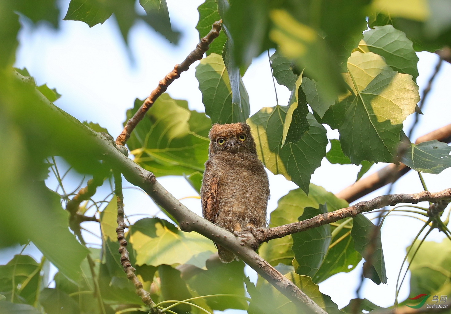 这是一组雏鸟的片片, 多谢浏览!祝大家夏日安康!