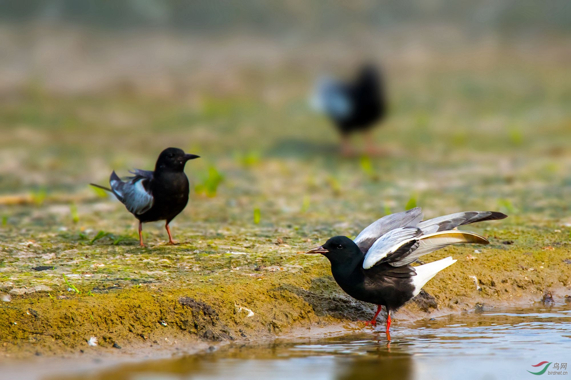 收翅瞬间白翅浮鸥还是黑浮鸥