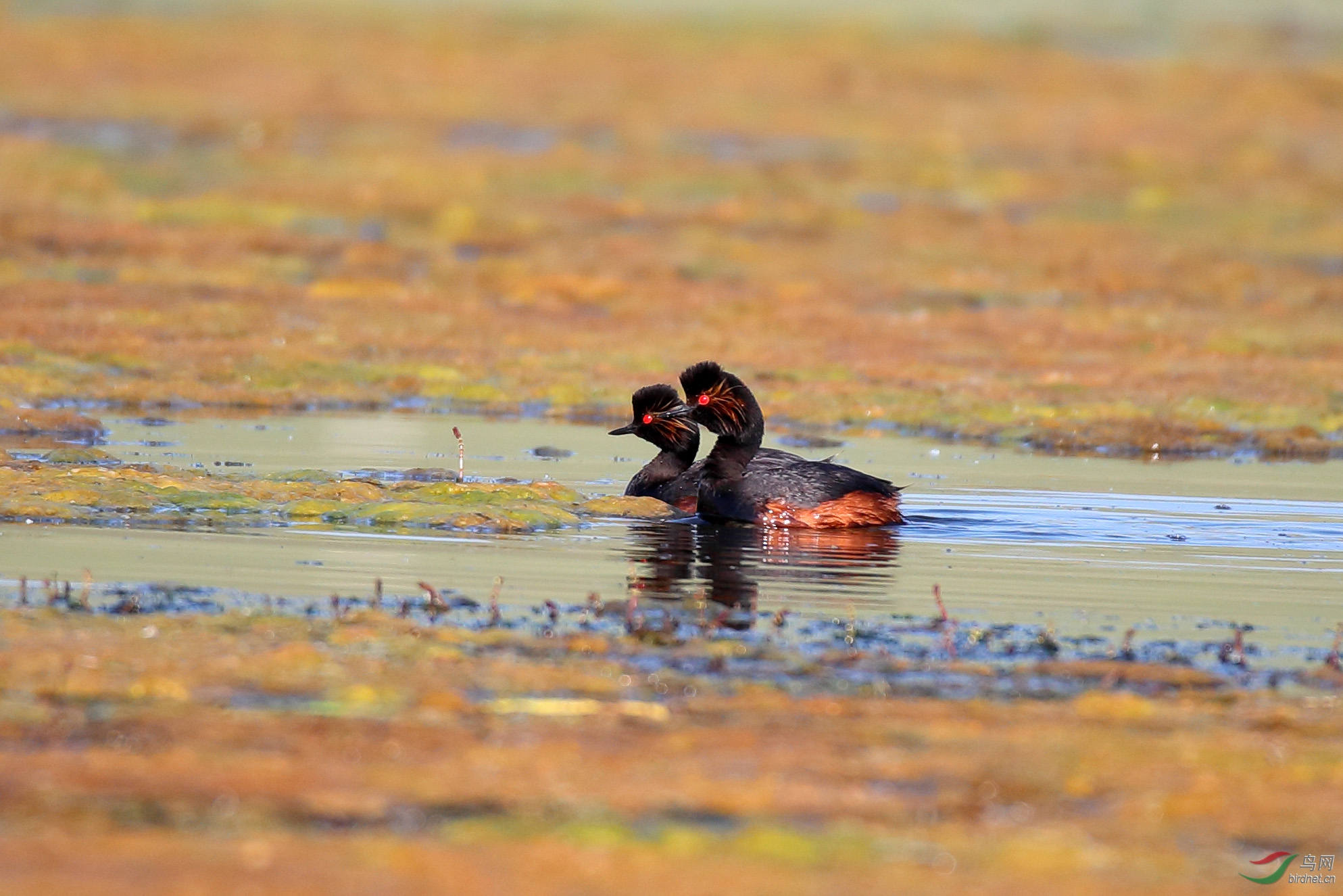 形影不离 —— 黑颈䴙䴘