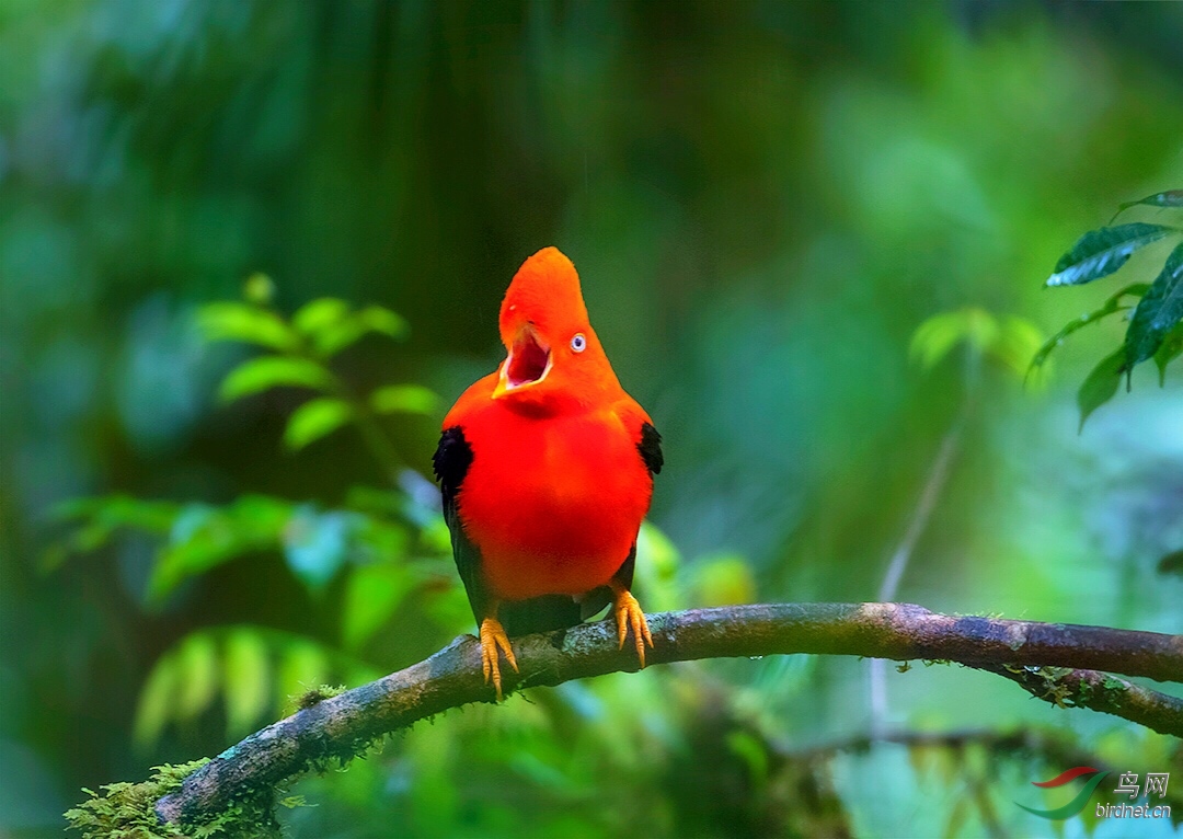 安第斯动冠伞鸟秘鲁国鸟安第斯动冠伞鸟