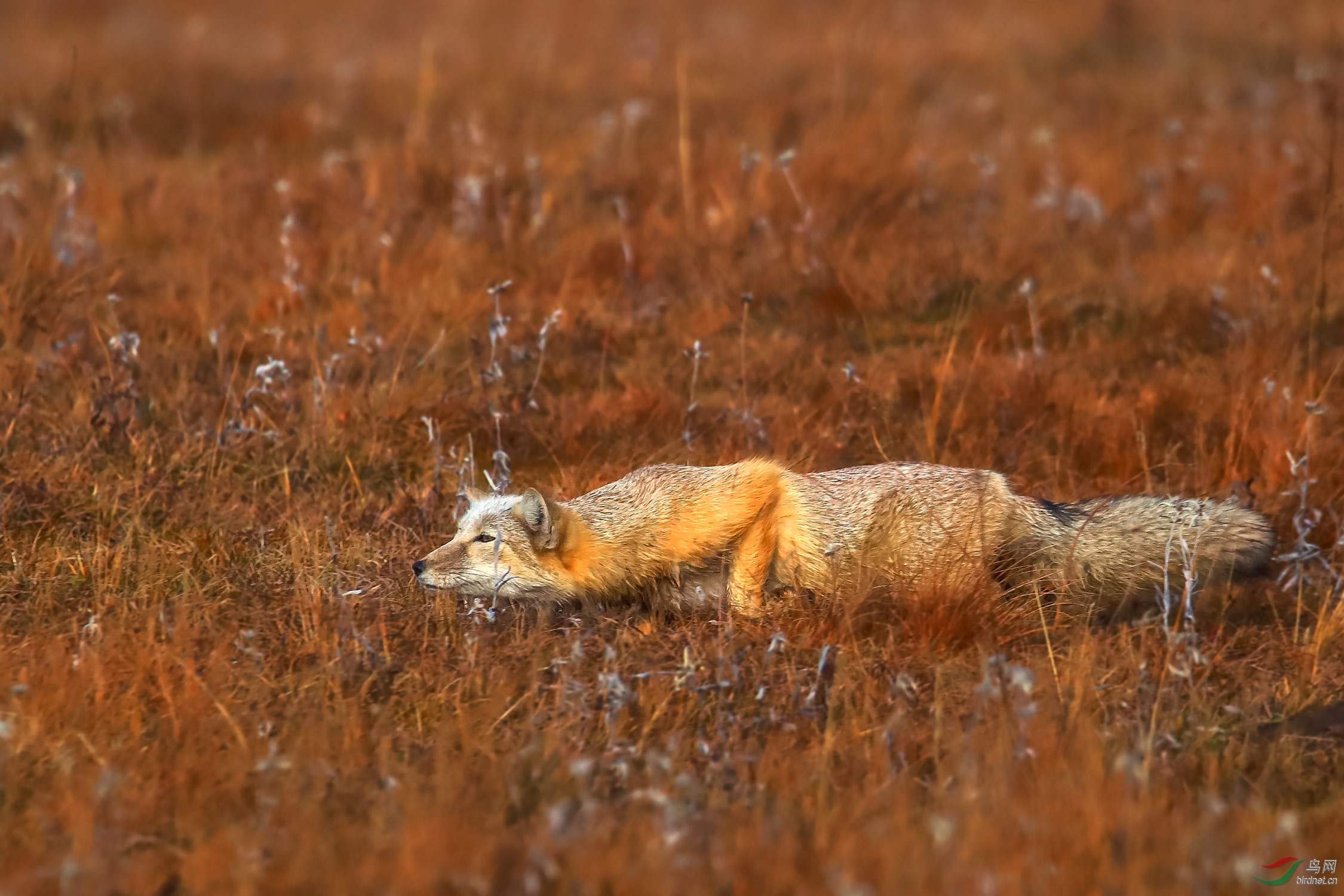 匍匐前进——草原狐